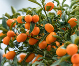 Sun Kissed Kumquat