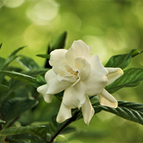 Louisiana Gardenia