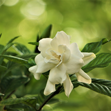 LOUISIANA GARDENIA - ROOM SPRAY