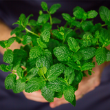 Paw Paw's Garden Mint
