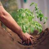 Tomato Plant