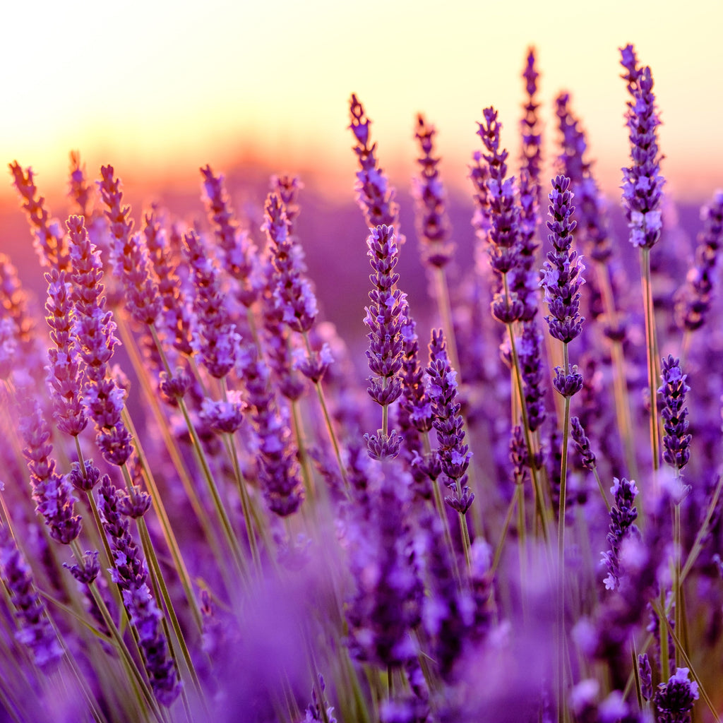 lavender plant wild Wild Lavender – FIFOLET Candle Makers