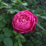 Grevemberg Rose